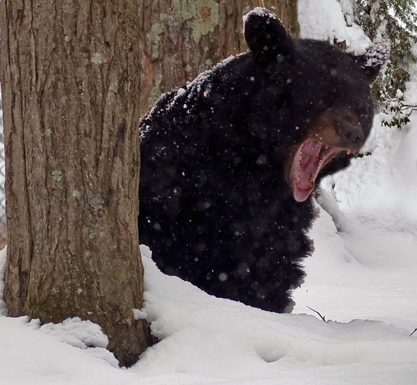 black-bear-woke-up-snow.jpg