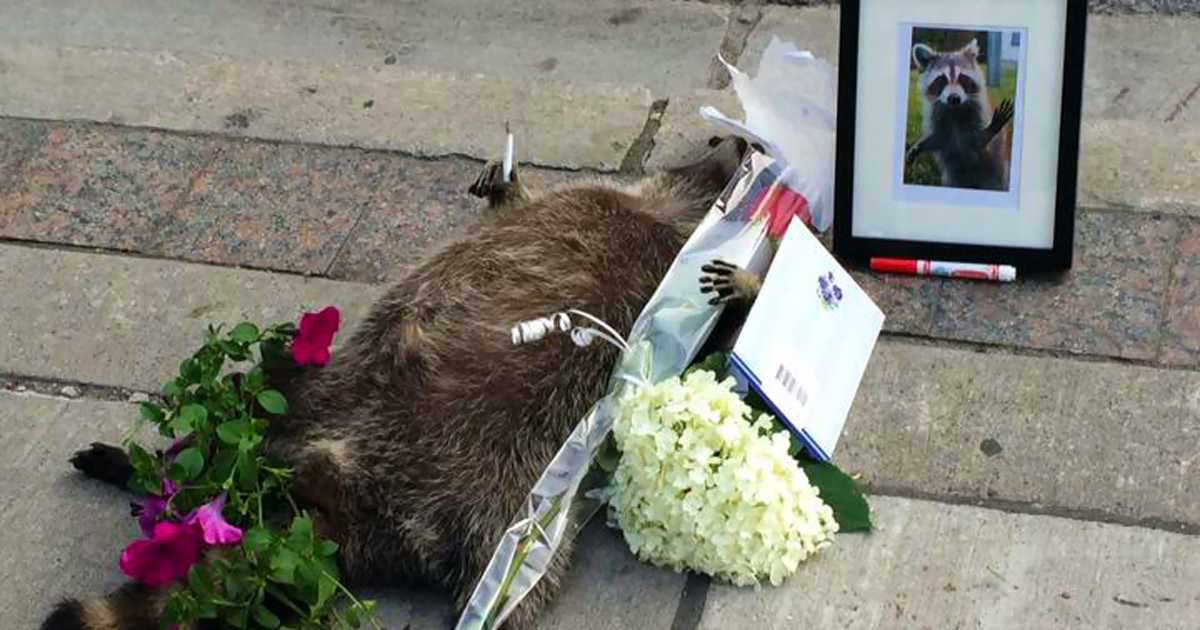 dead-raccoon-memorial-shrine-mourning-deadraccoonto-toronto-fb.jpg